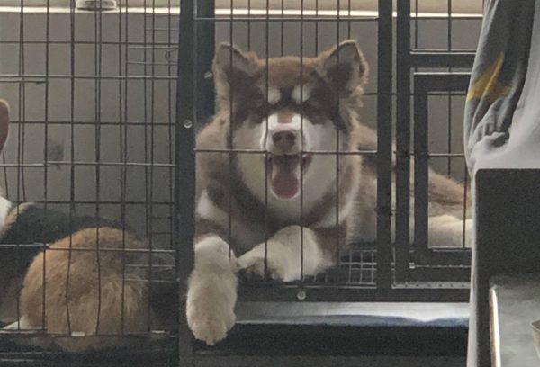 dog