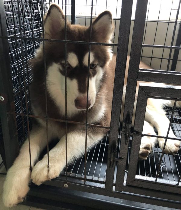DOG